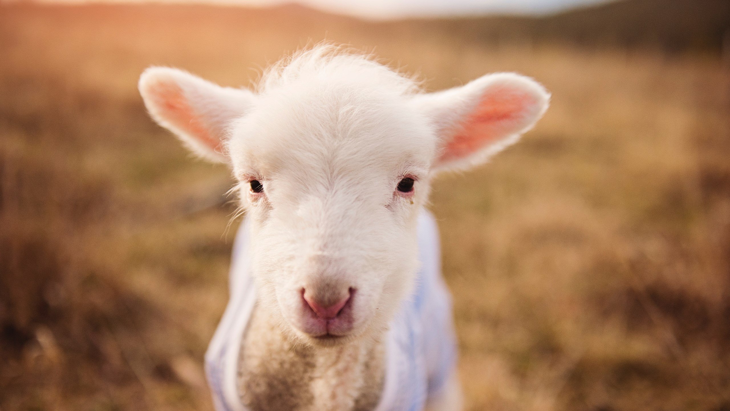 mk体育现在-CBA整体三分命中率为何未提升，cba三分球命中率最新排名