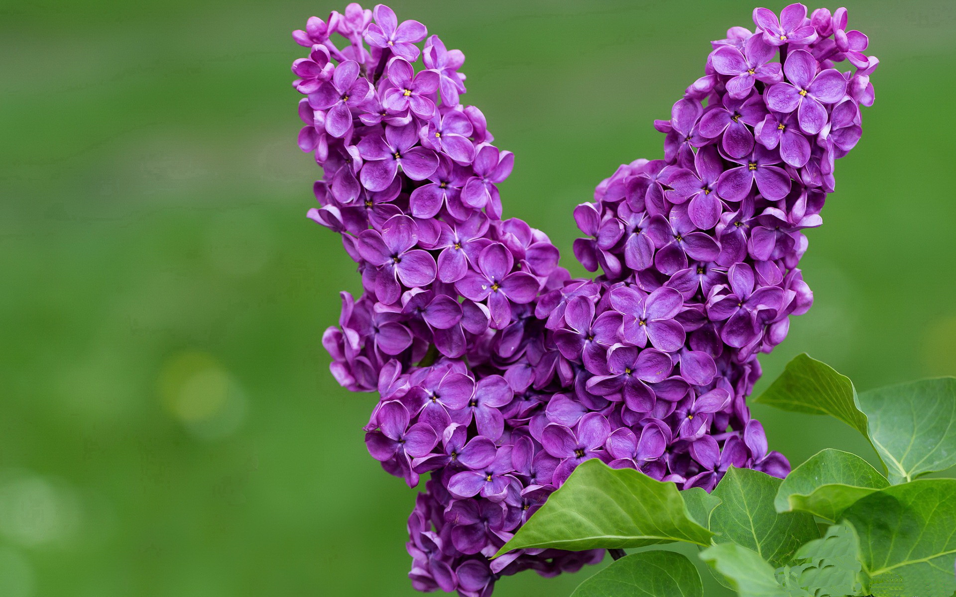 CBA整体三分命中率为何未提升,cba三分球命中率最新排名