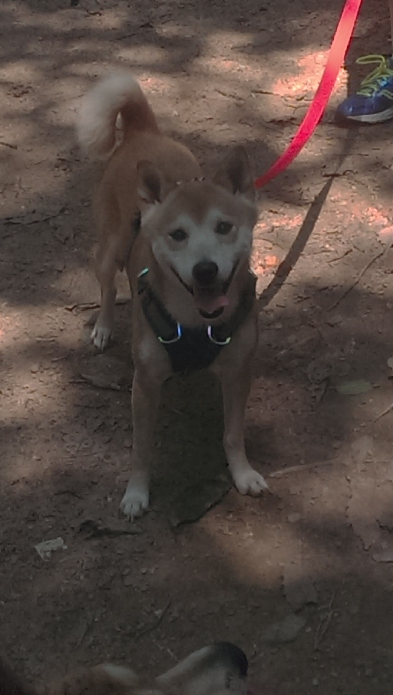 “跑酷与铁人两项双线并进,天府新区上演运动大融合”