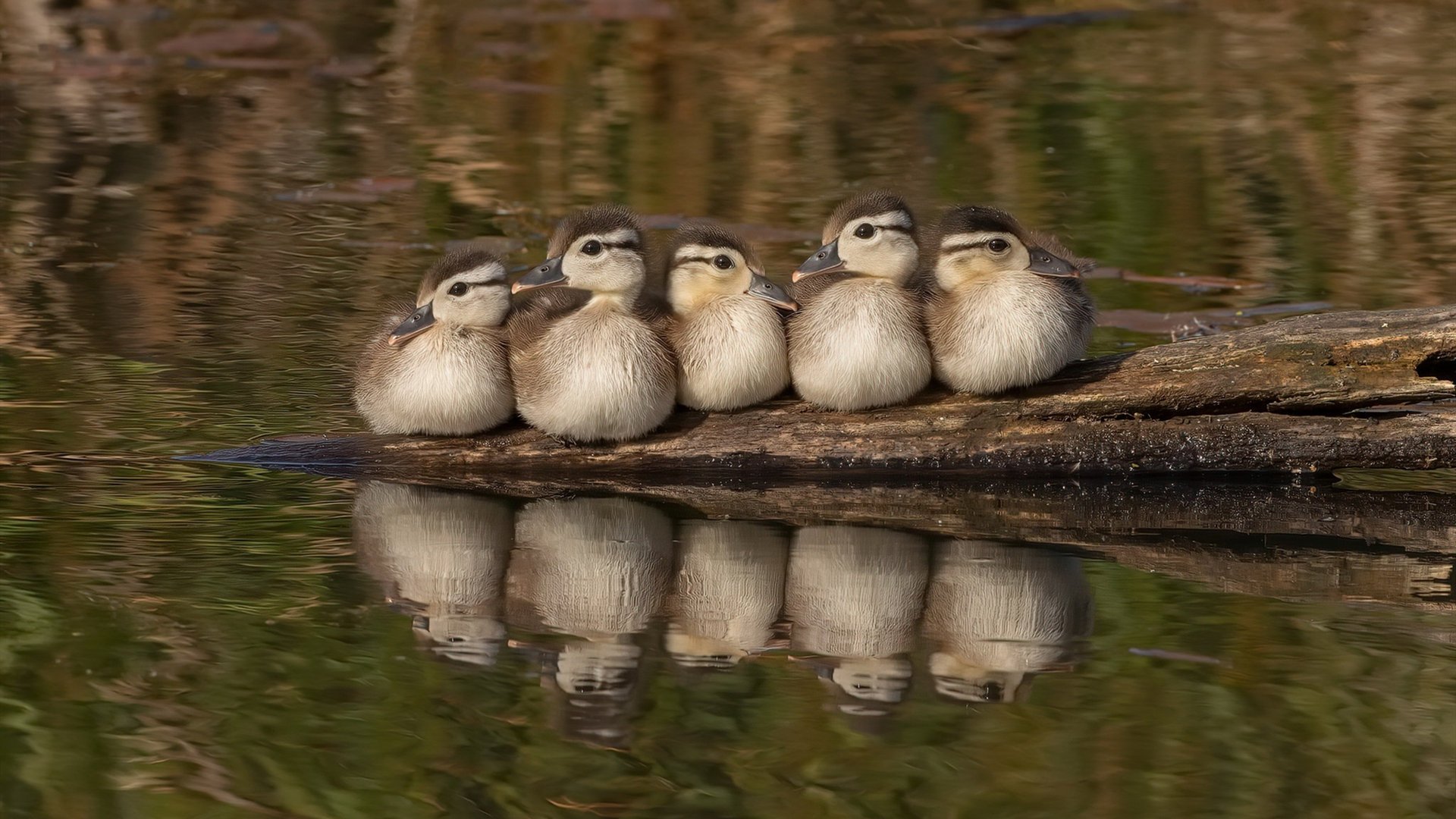 mk体育网页-三分球比拼谁是投射团队天花板，三分球合集
