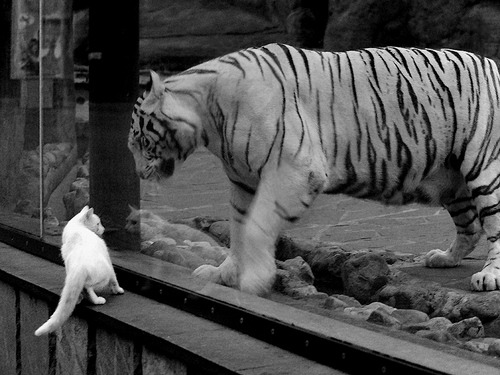 mk体育下载-中国足球技术改革面临瓶颈，中国足球如何改革