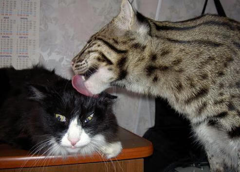 外援政策频繁调整扰乱发展,外援 要害