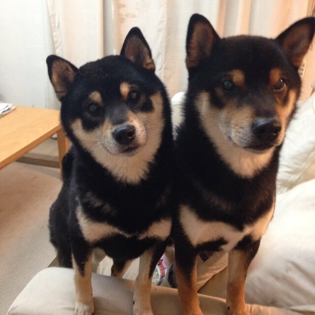 新加坡队赛制解析:团体赛制中的灵活战术与队员配置,新加坡队第几个出场