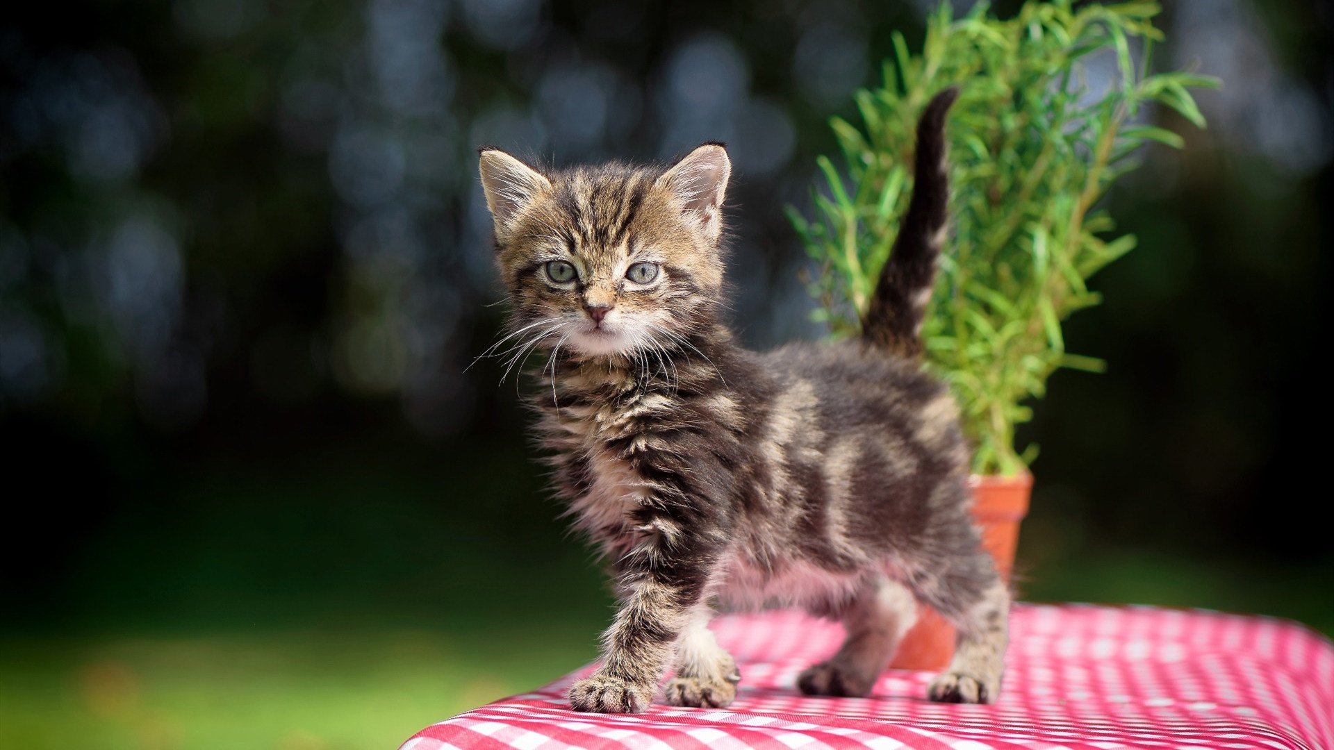 球队是否构建对压迫型对手的专属战术模板,球队是否构建对压迫型对手的专属战术模板