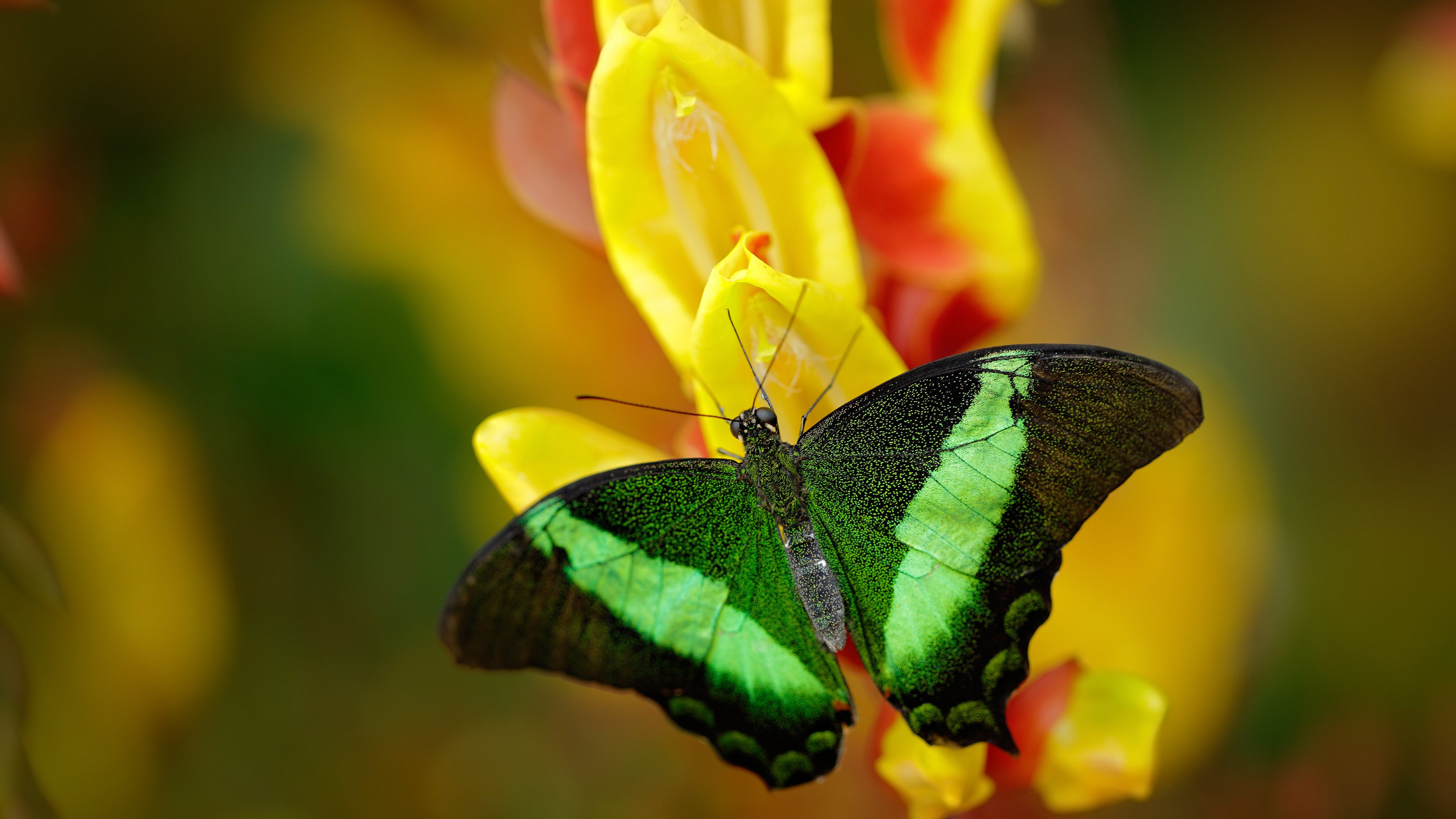 各地推动校园足球联盟成立加强区域内比赛交流，各地发展校园足球应遵循的基本原则是什么