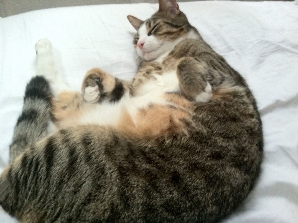 国家队关注球员联赛出场时间保障竞技状态持续，国家队球员明天