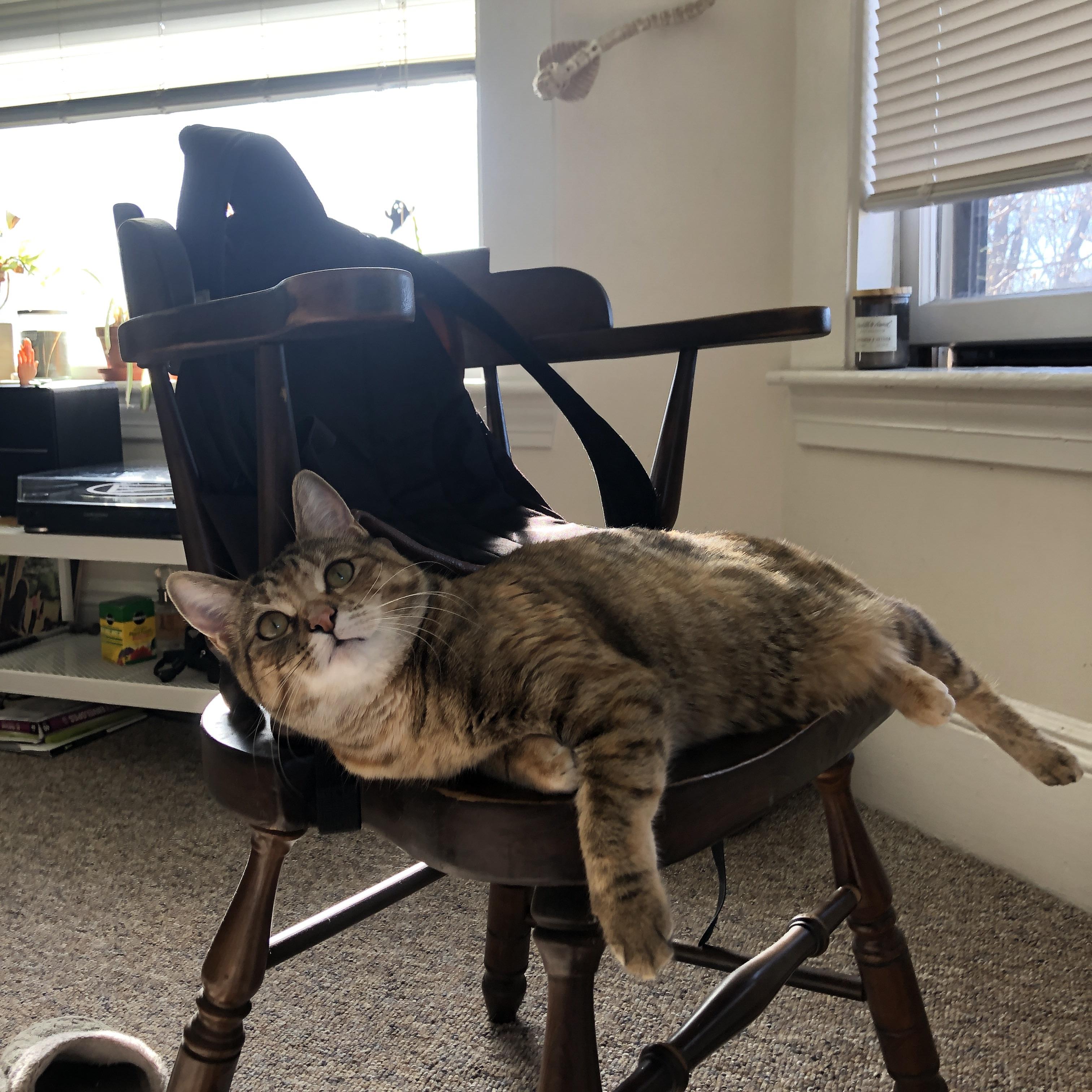 mk体育登录-安东·李恩：凭借强大的中场控制力，他成为全黑队的进攻核心，安东内利什么水平