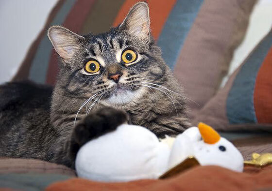 mk体育全站-巴黎圣日耳曼继续强势领跑，法甲冠军稳步推进