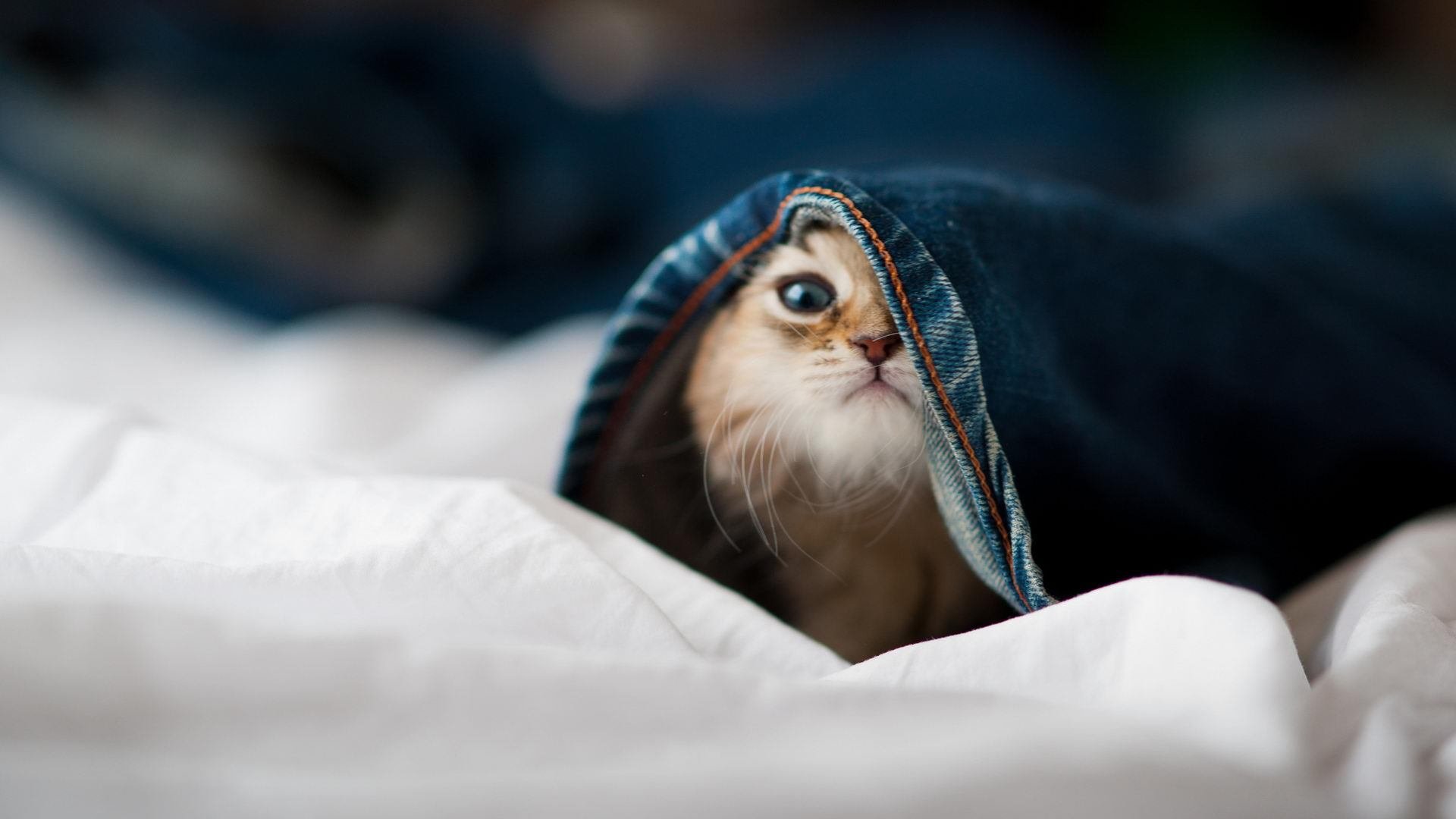 球员数据分析系统上线提升战术部署科学决策力，球员数据表