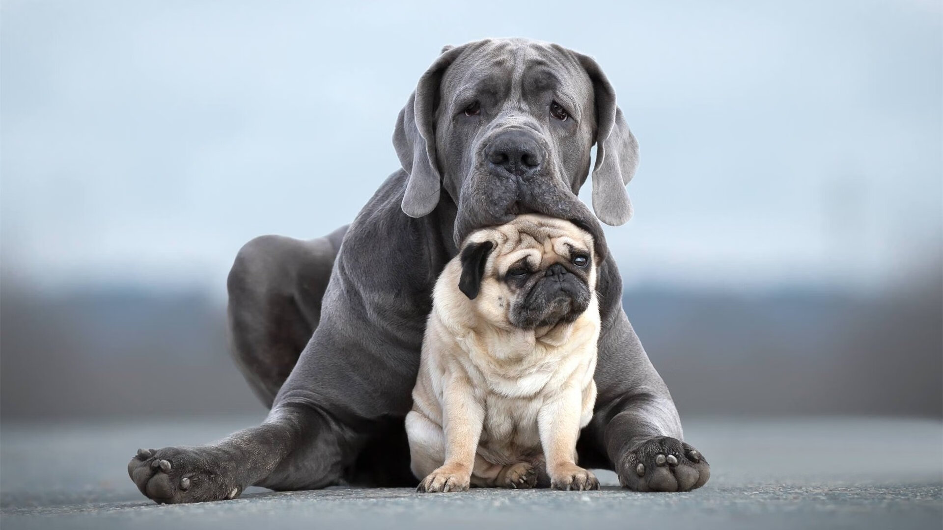 高校篮球积极开展运动员心理健康干预提高竞技状态，篮球运动员心理素质的重要性